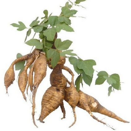 Kudzu Root